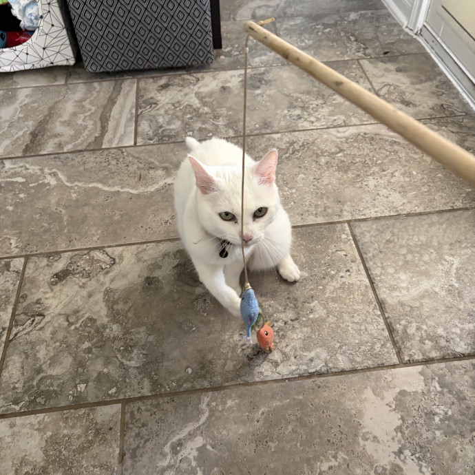 Vet Tech Who Loves Cats