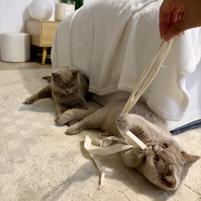 Vet Tech Who Loves Cats photo 2