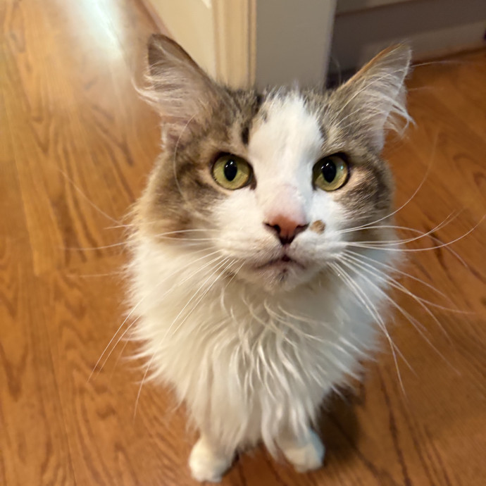 Trusted Local Pet Care