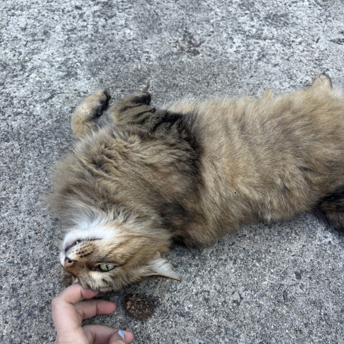 Trusted Local Pet Care