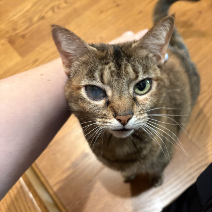 Trusted Local Pet Care