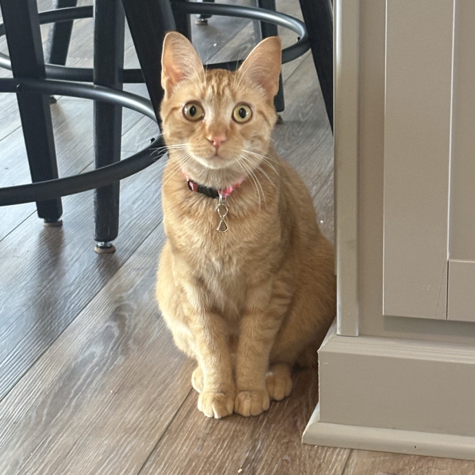 Trusted Local Pet Care photo 3