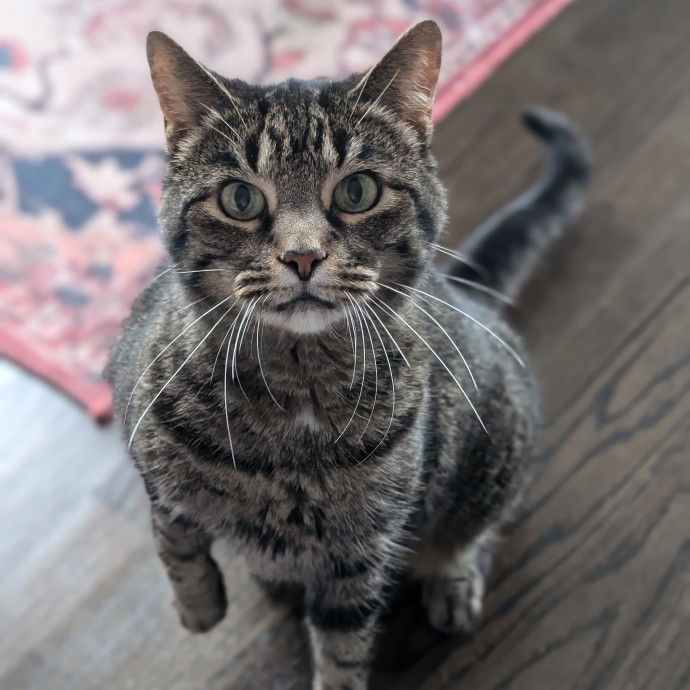 Compassionate Companion Care