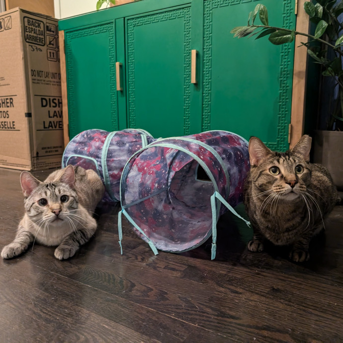 Compassionate Companion Care