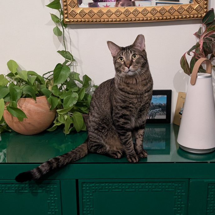 Compassionate Companion Care