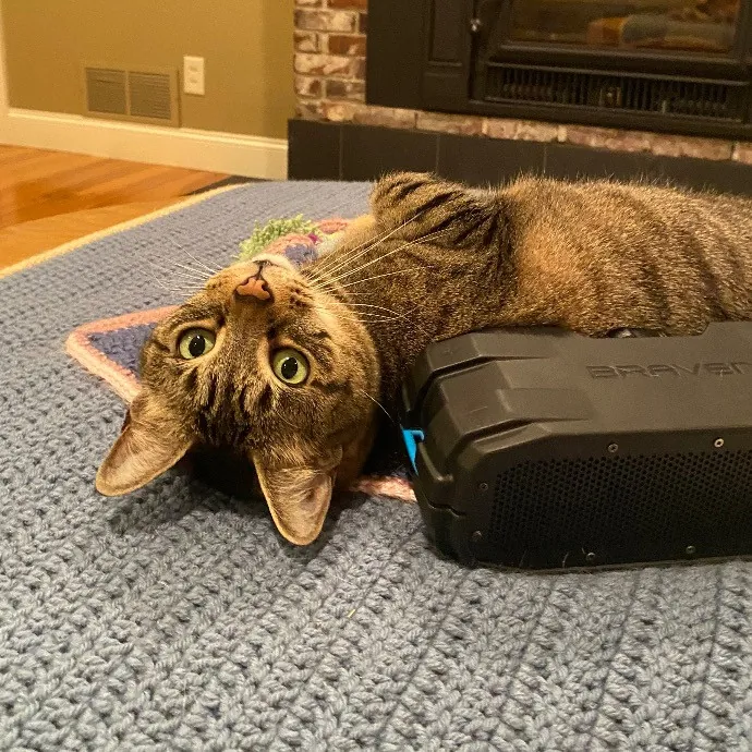 Susan's Kitten Sittin'