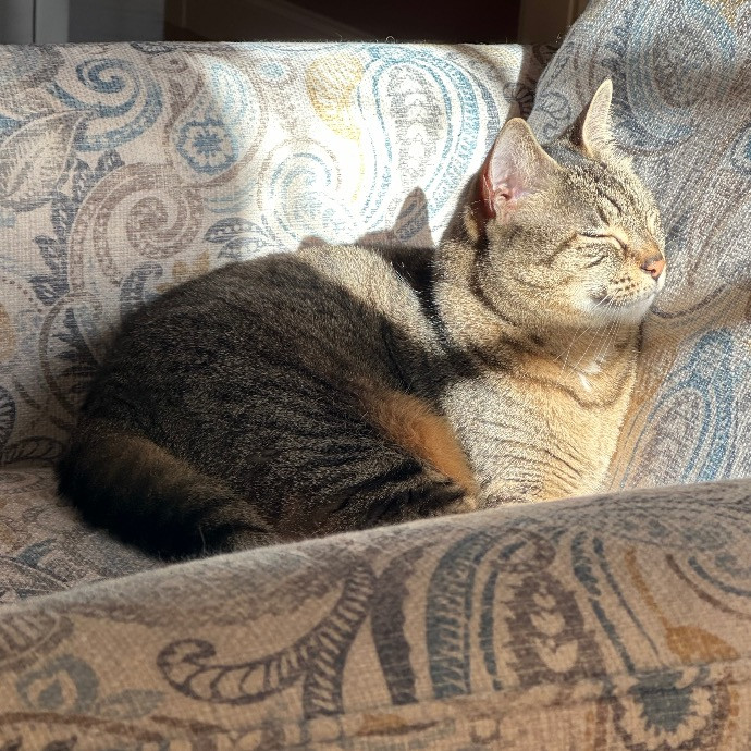 Susan's Kitten Sittin'