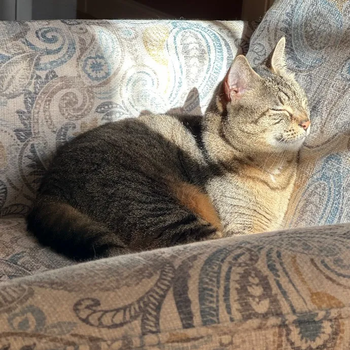 Susan's Kitten Sittin'