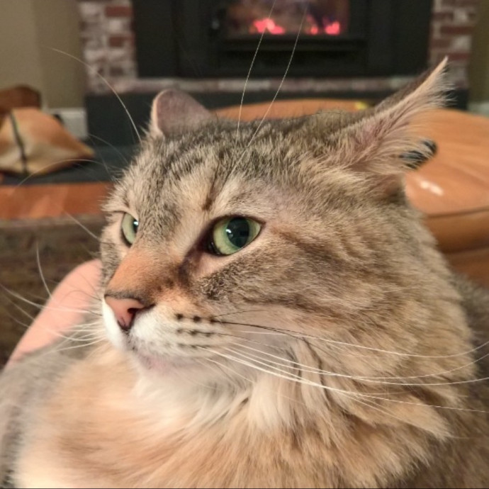 Susan's Kitten Sittin'