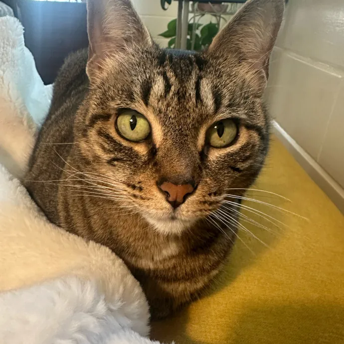 Susan's Kitten Sittin' photo 2