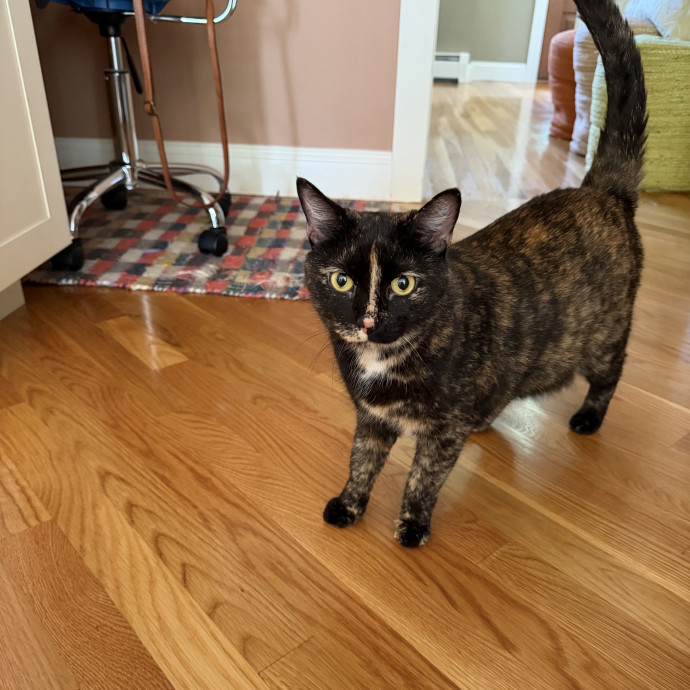 Susan's Kitten Sittin' photo 2
