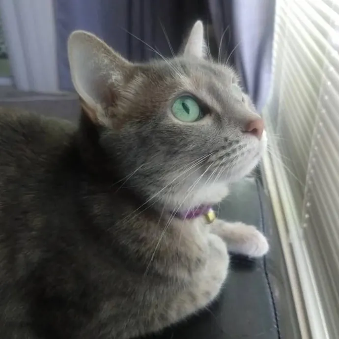 The Whisker Whisperer