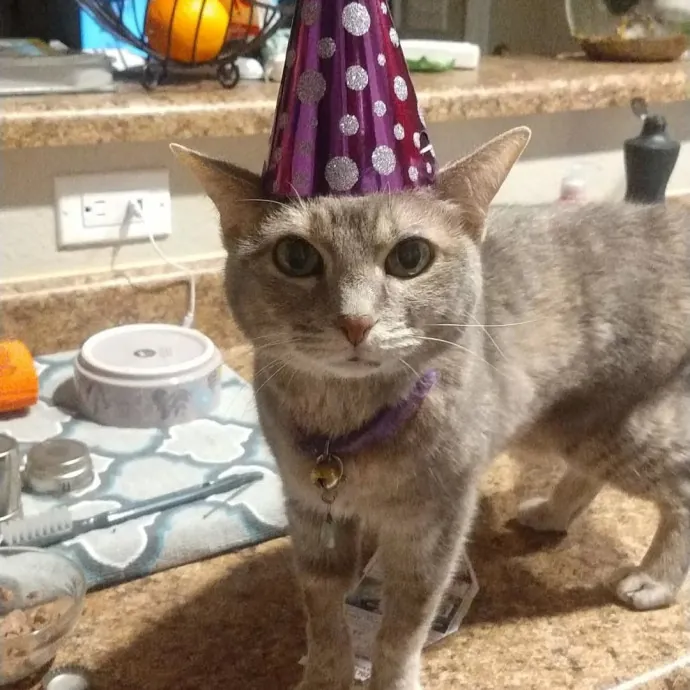 The Whisker Whisperer