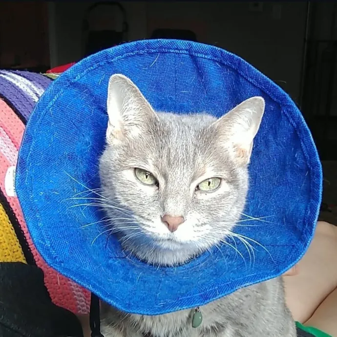 The Whisker Whisperer