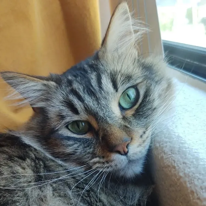 The Whisker Whisperer