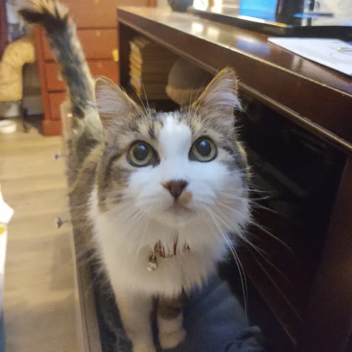 The Whisker Whisperer