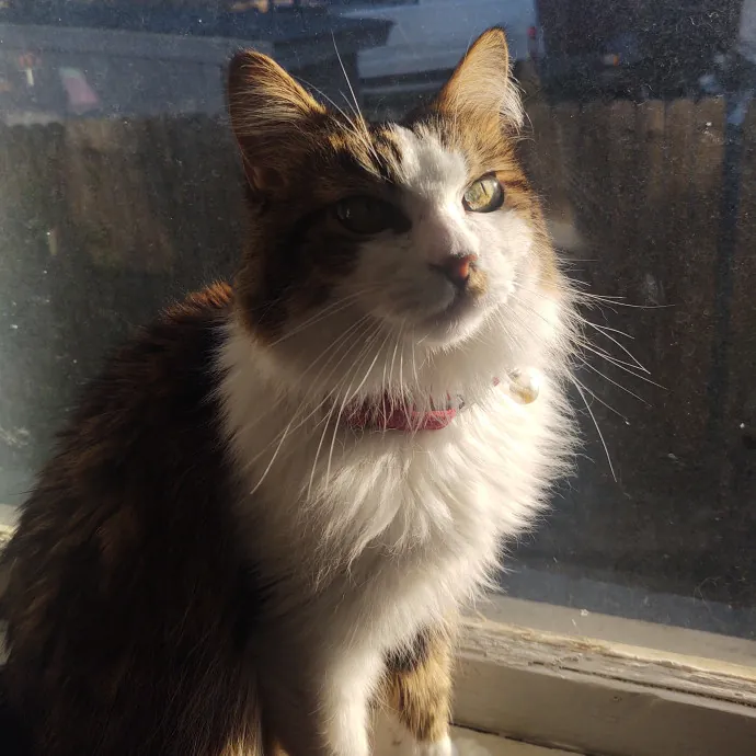 The Whisker Whisperer