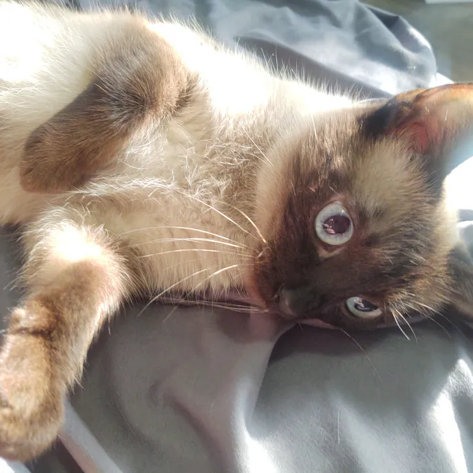 The Whisker Whisperer