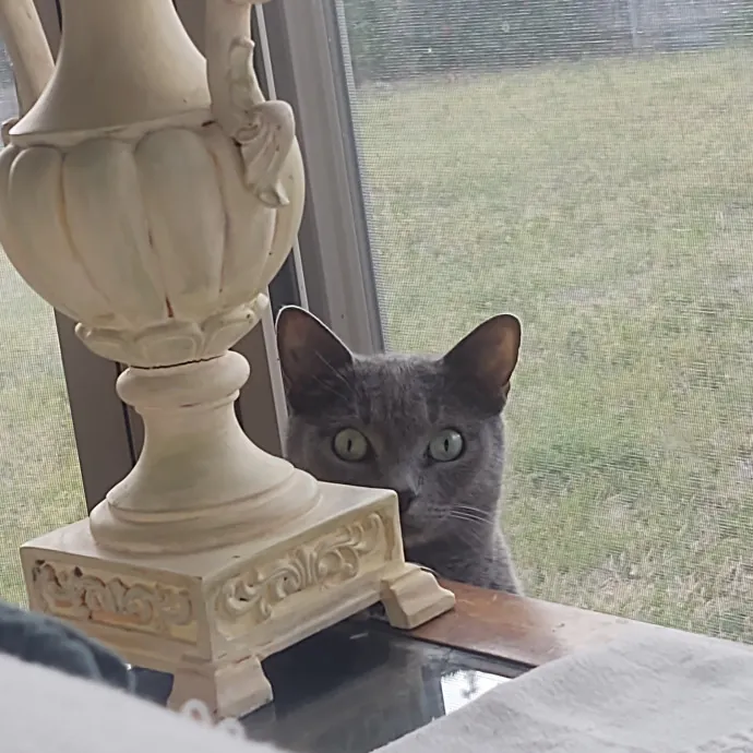 The Whisker Whisperer