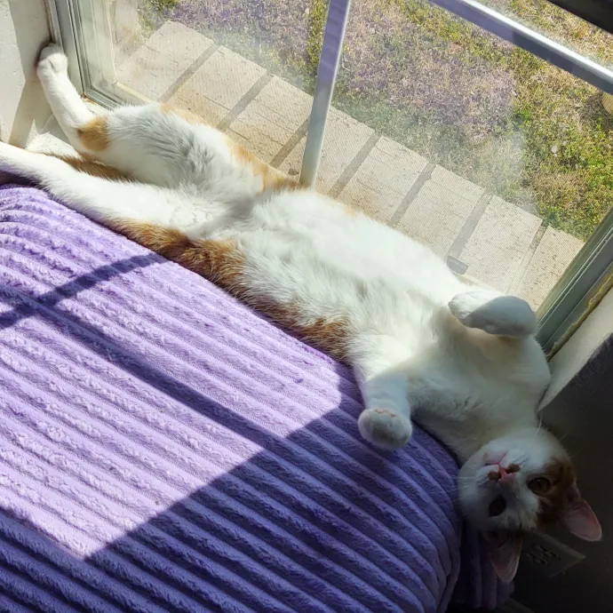 The Whisker Whisperer