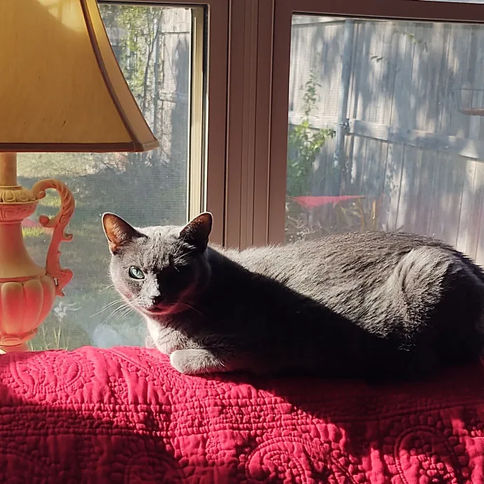 The Whisker Whisperer