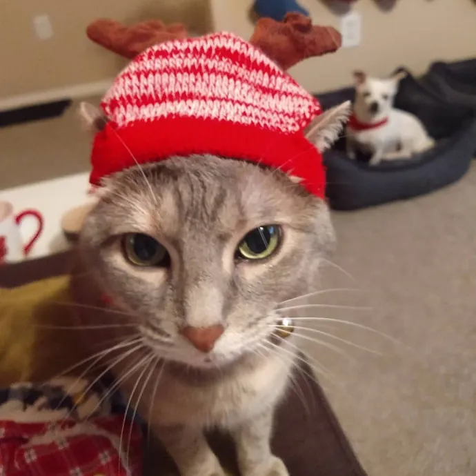 The Whisker Whisperer