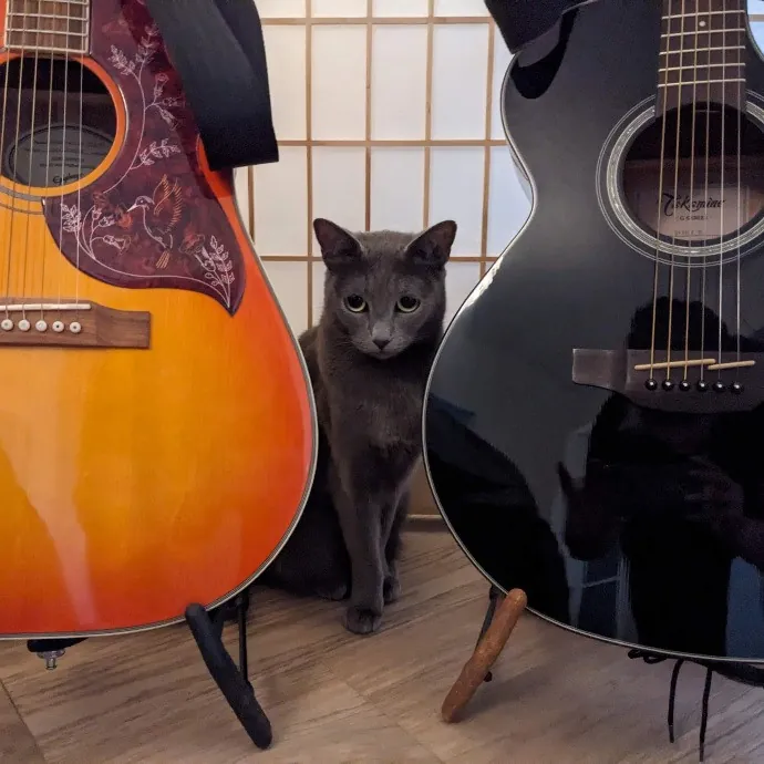 East Bay Cat Whisperer