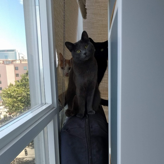 East Bay Cat Whisperer