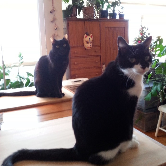 East Bay Cat Whisperer