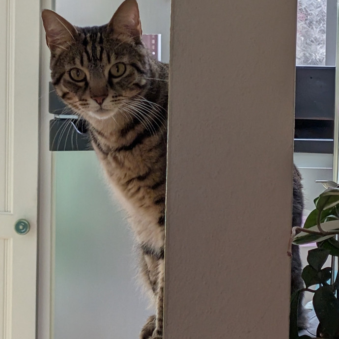 East Bay Cat Whisperer
