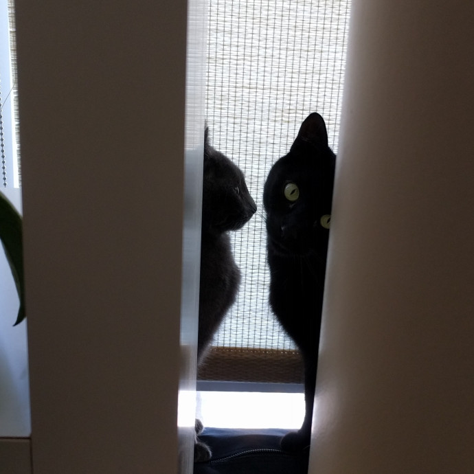 East Bay Cat Whisperer photo 2
