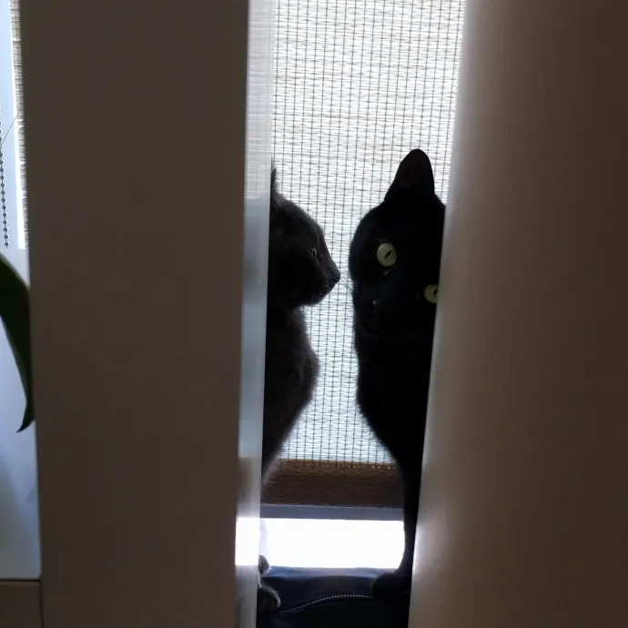 East Bay Cat Whisperer photo 2