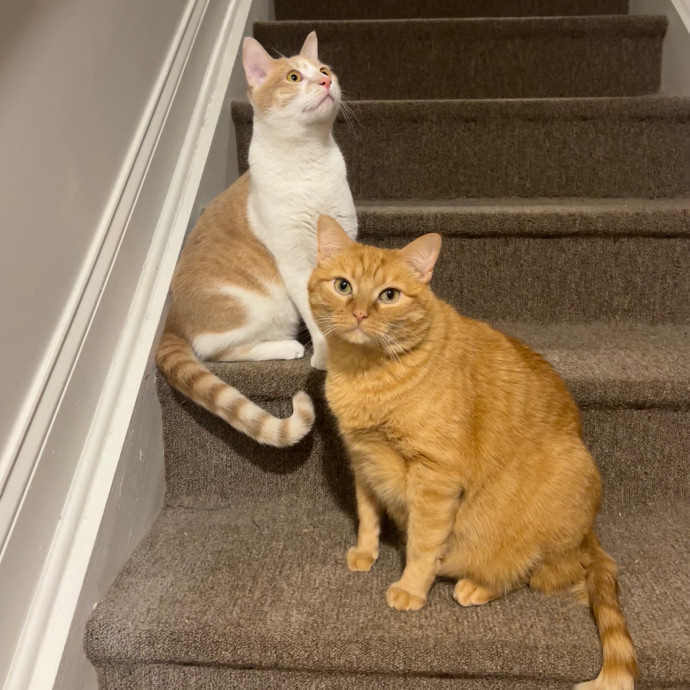 Abbie's Kitty Care