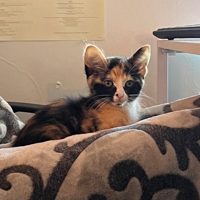 Abbie's Kitty Care