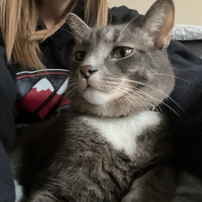 Abbie's Kitty Care