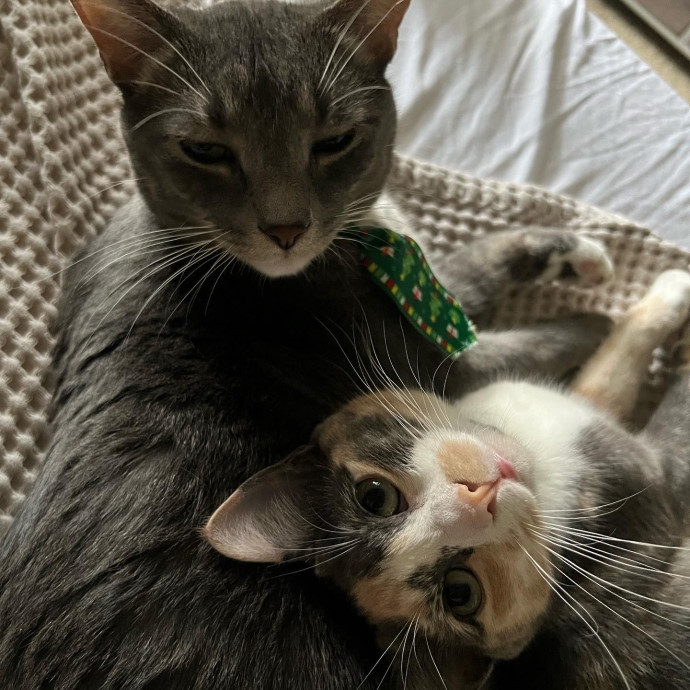 Abbie's Kitty Care
