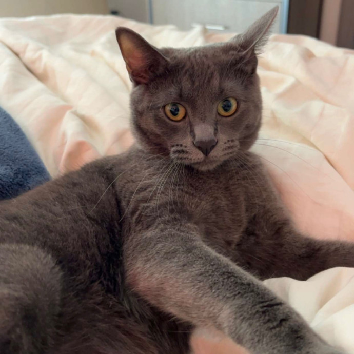 Abbie's Kitty Care