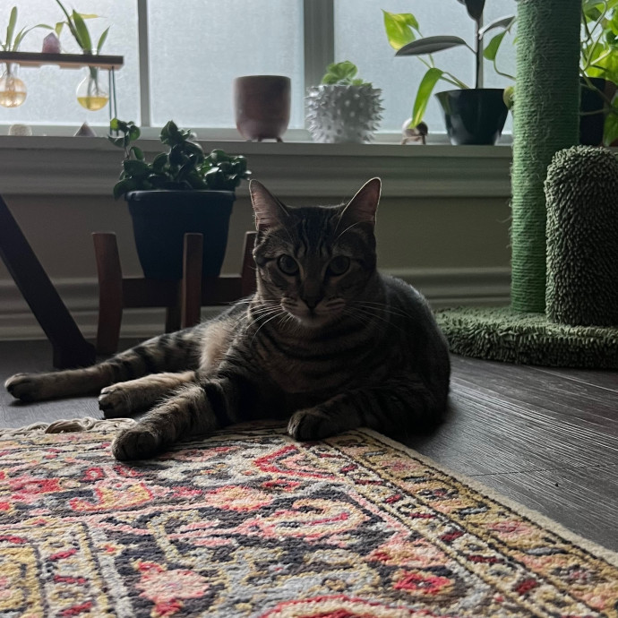 Abbie's Kitty Care