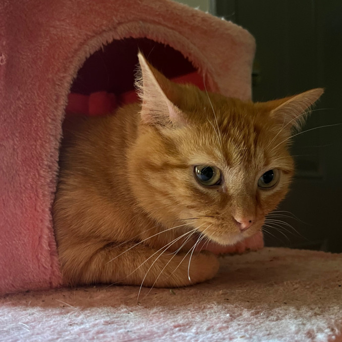 Abbie's Kitty Care