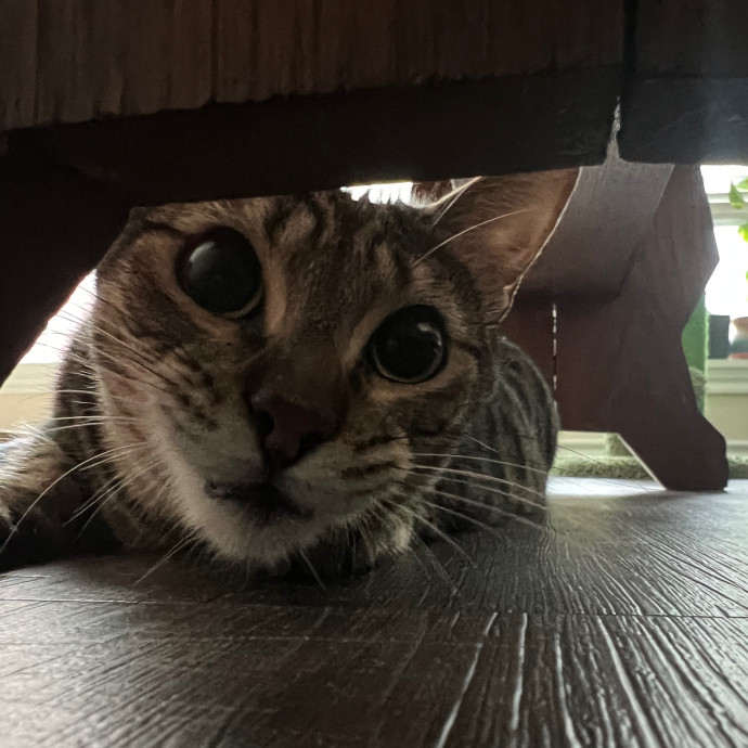 Abbie's Kitty Care