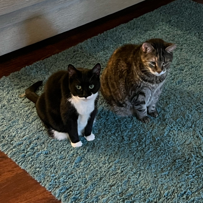 Abbie's Kitty Care