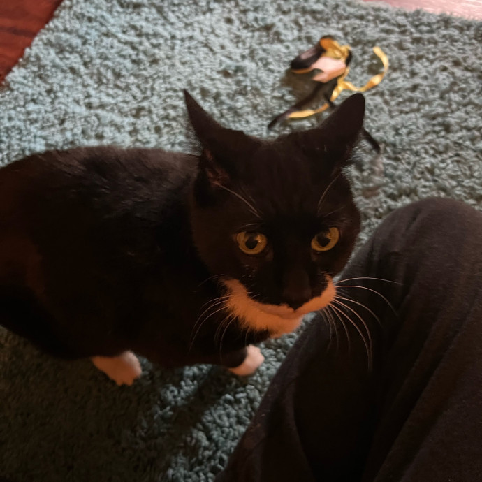 Abbie's Kitty Care