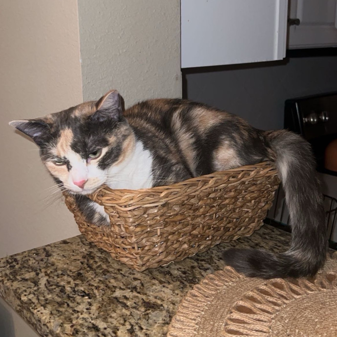 Abbie's Kitty Care
