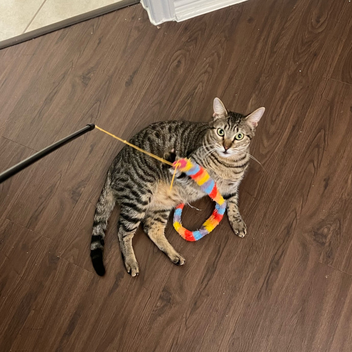 Abbie's Kitty Care