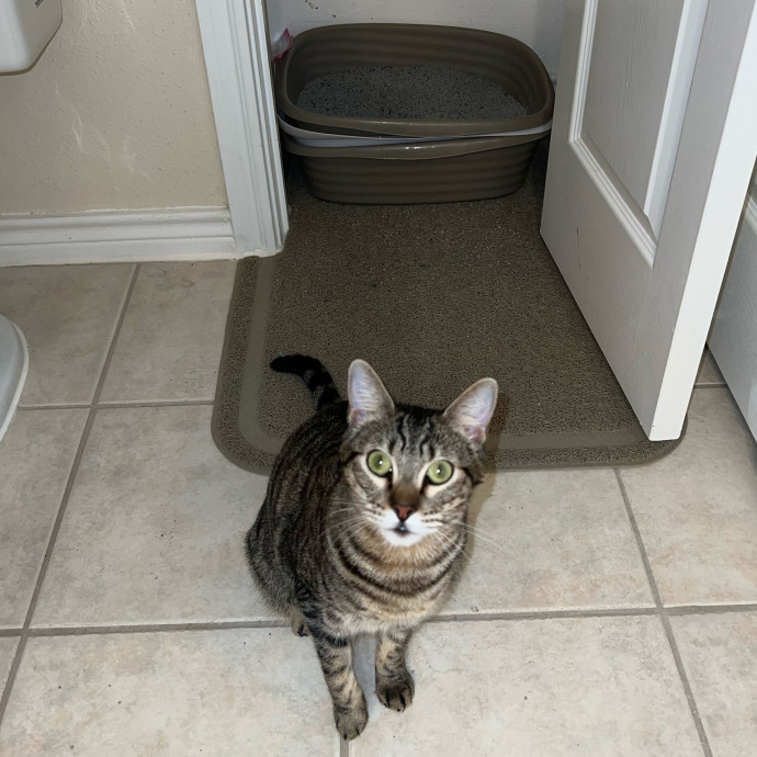 Abbie's Kitty Care