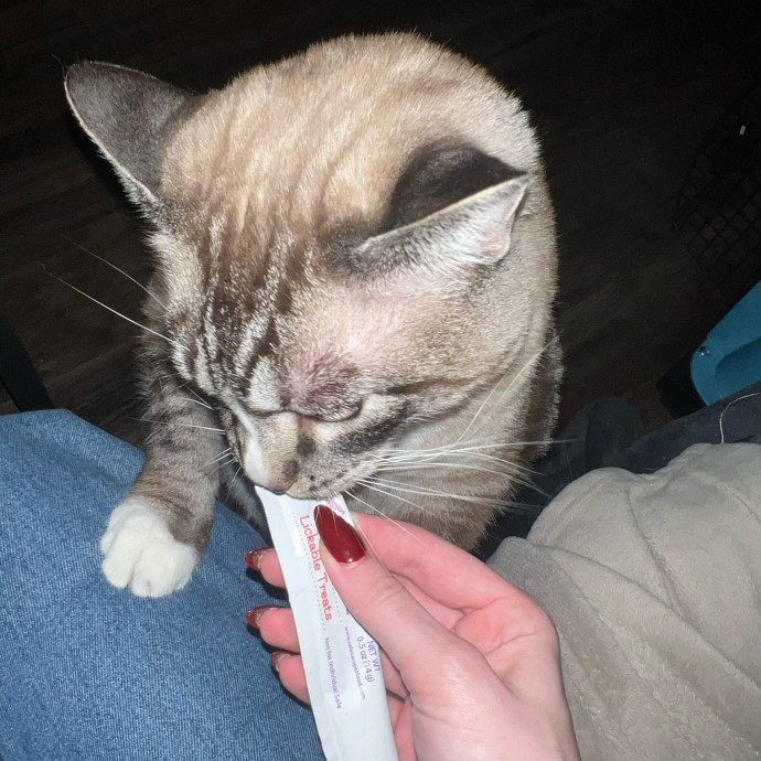 Abbie's Kitty Care