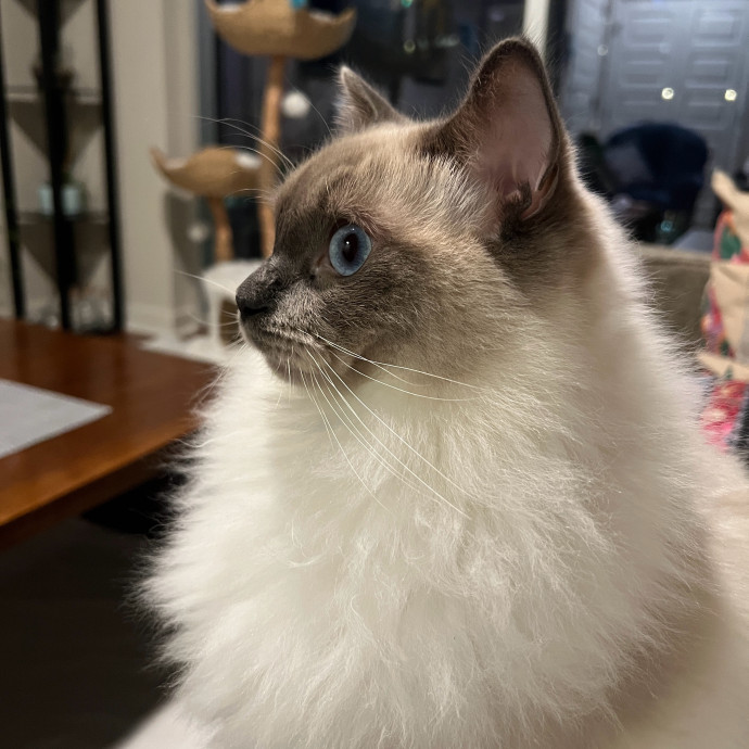 Abbie's Kitty Care