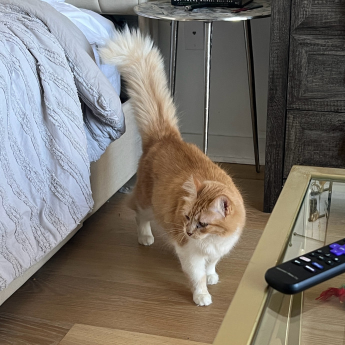 Abbie's Kitty Care