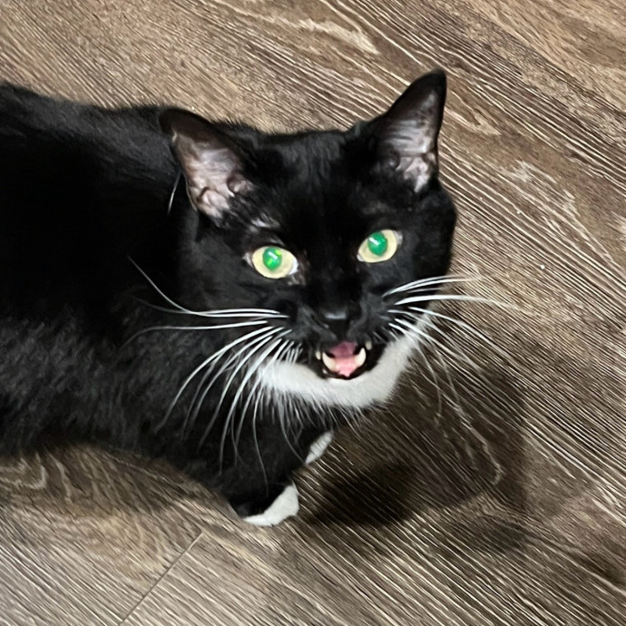 Abbie's Kitty Care