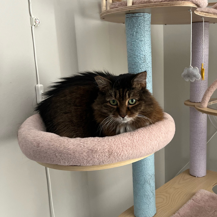 Abbie's Kitty Care